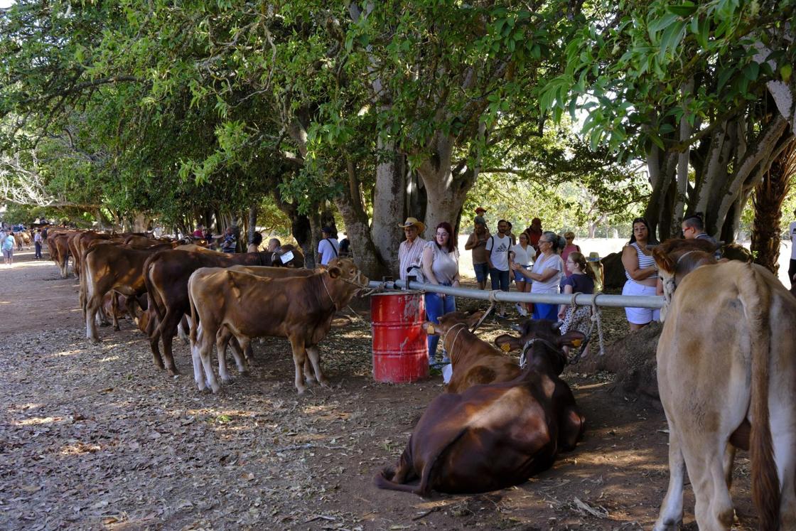 Más de 300 animales y cientos de visitantes celebran el mundo ganadero en Teror