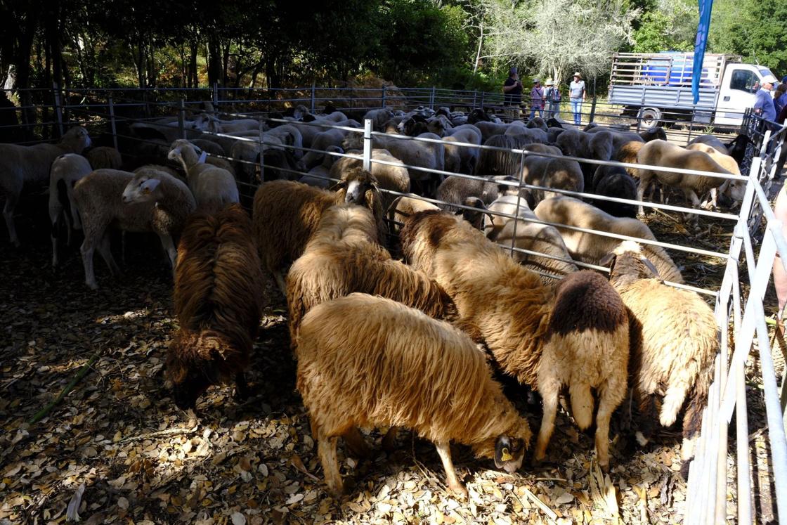 Más de 300 animales y cientos de visitantes celebran el mundo ganadero en Teror