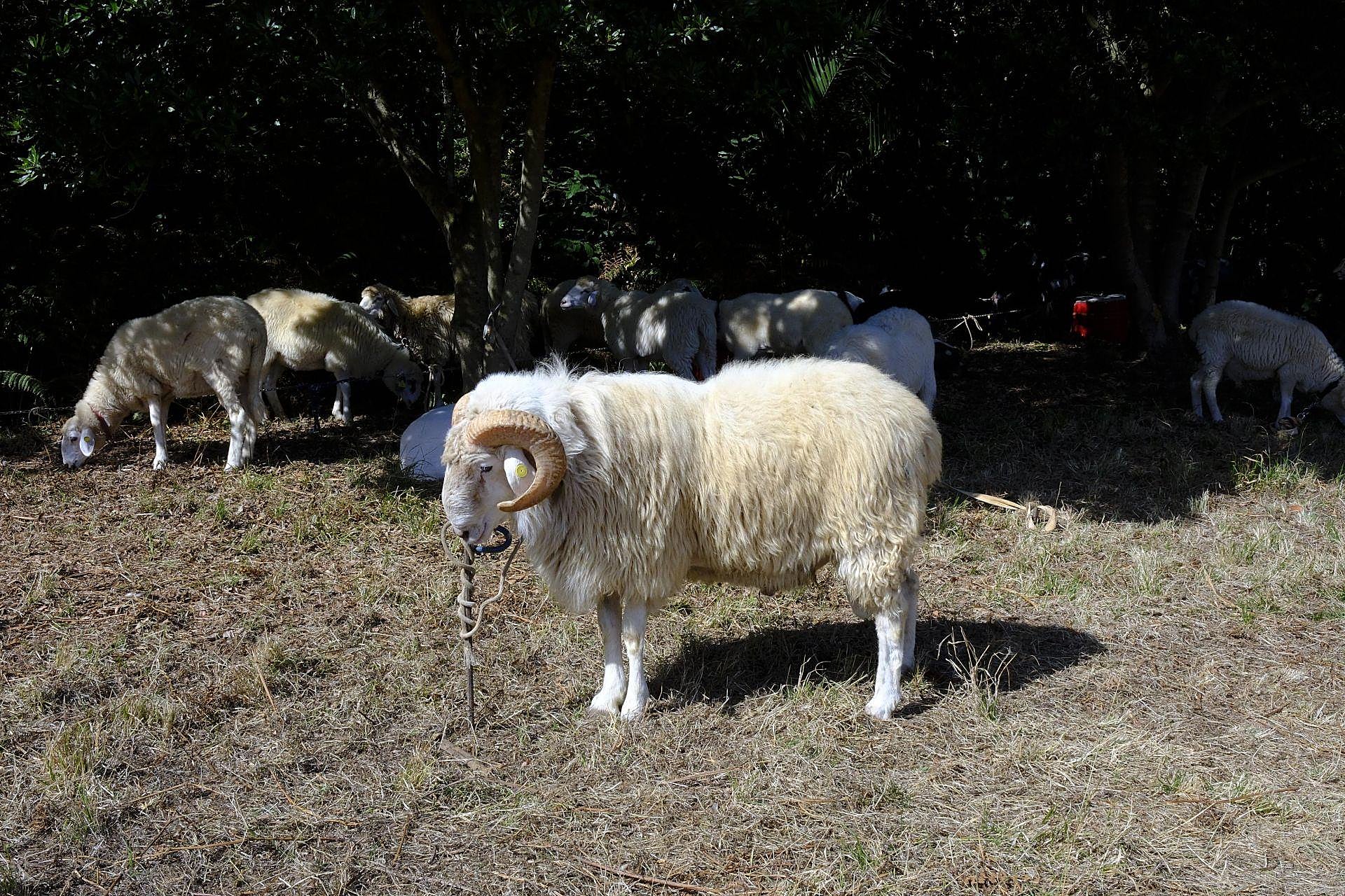 Más de 300 animales y cientos de visitantes celebran el mundo ganadero en Teror