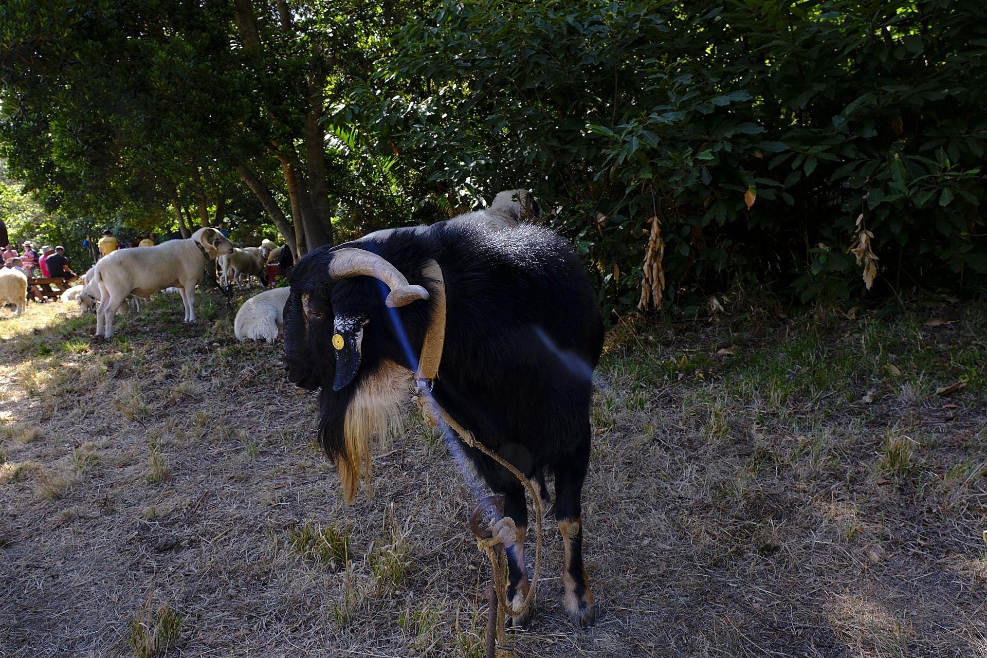 Más de 300 animales y cientos de visitantes celebran el mundo ganadero en Teror