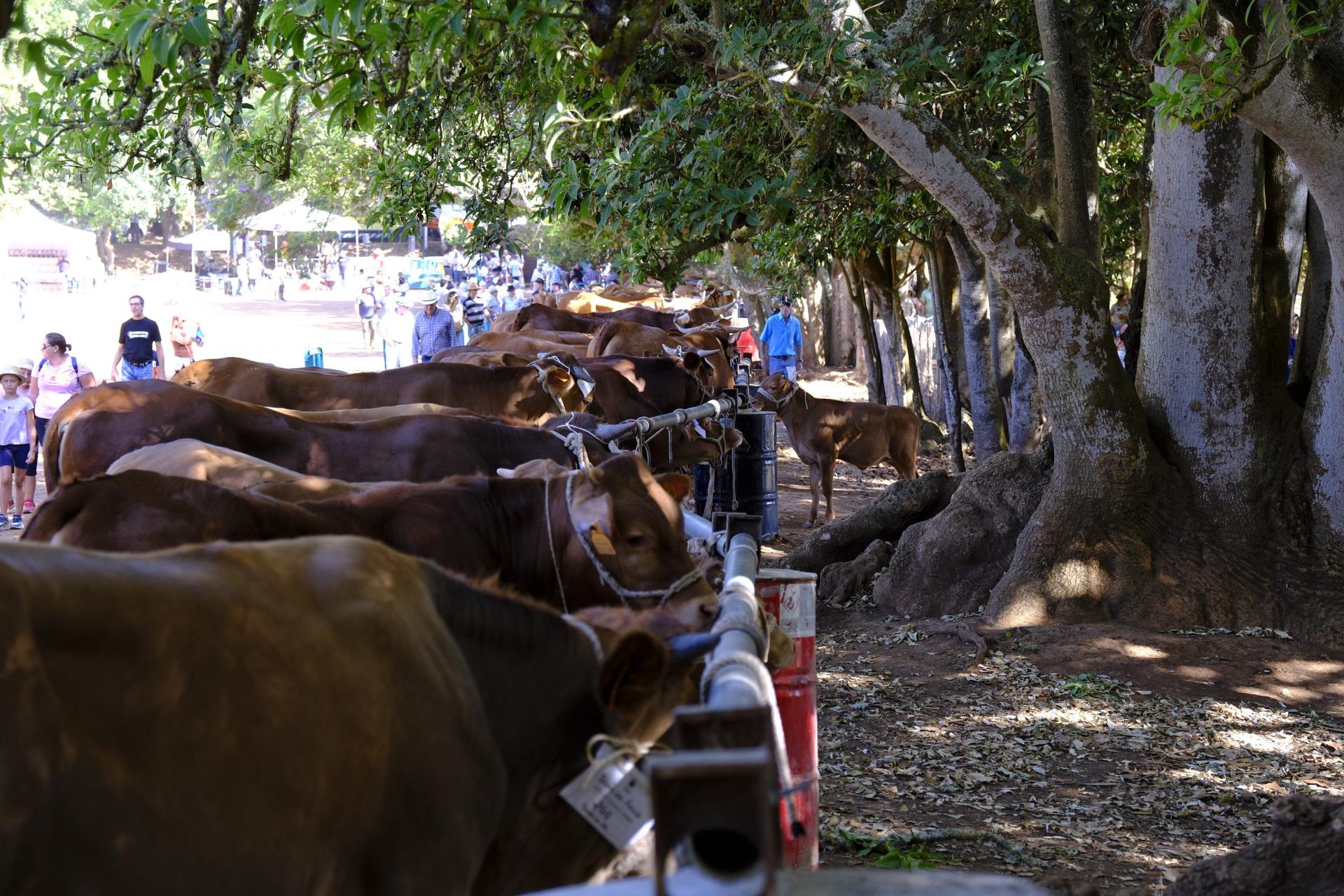 Más de 300 animales y cientos de visitantes celebran el mundo ganadero en Teror