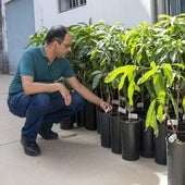 El concejal Ernesto Hernández con los plantones de mangos Ataúlfo.