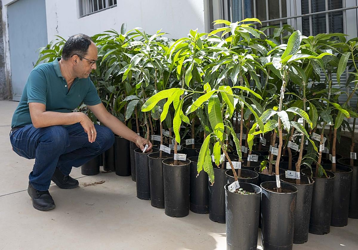 El concejal Ernesto Hernández con los plantones de mangos Ataúlfo.