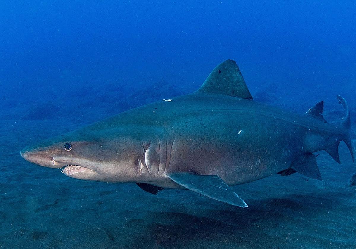 Imagen de un ejemplar de Odontaspis ferox, en aguas del Mar de las Calmas.