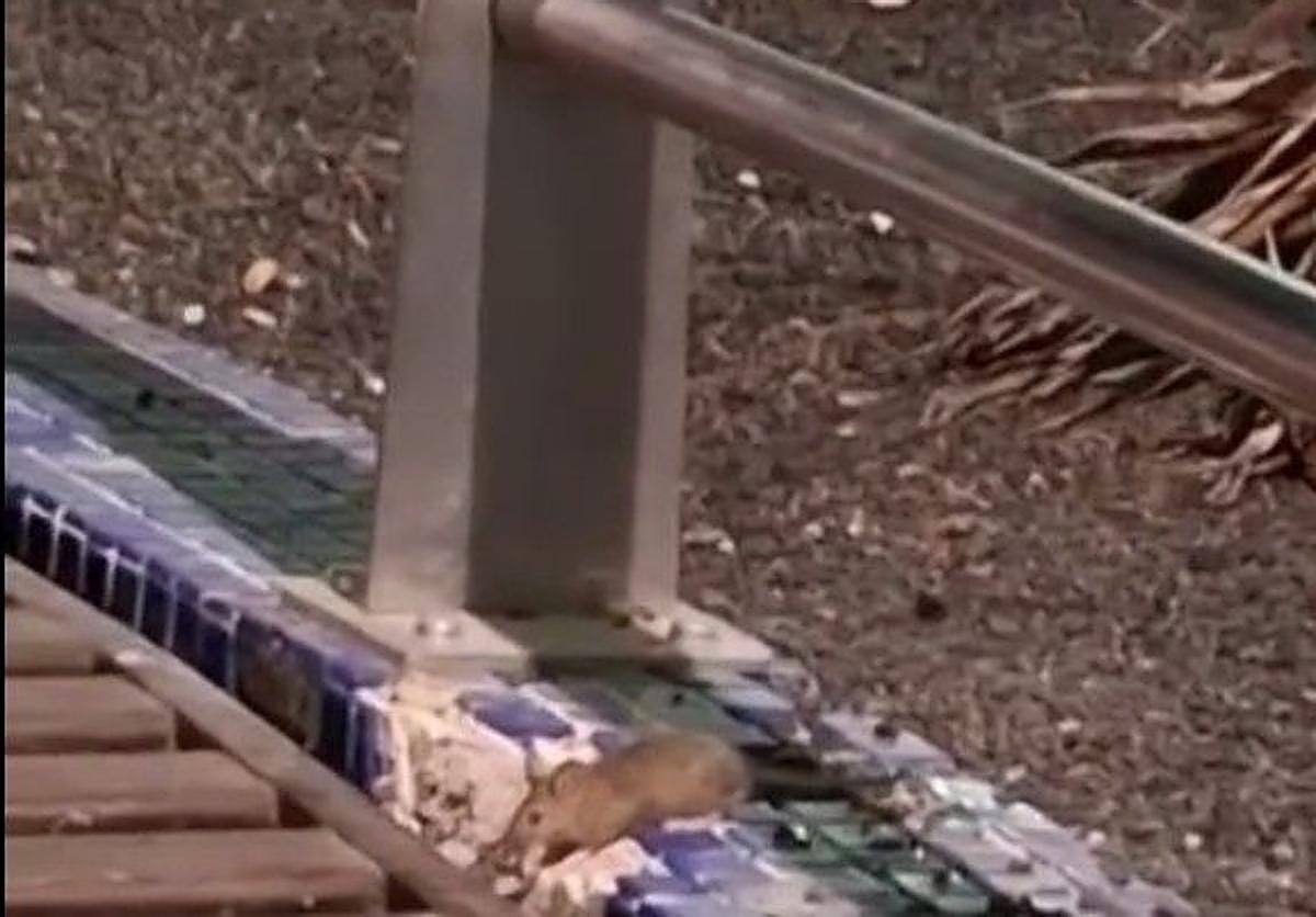 Imagen de una rata este sábado en la plaza Suso Mariátegui, en Las Canteras.