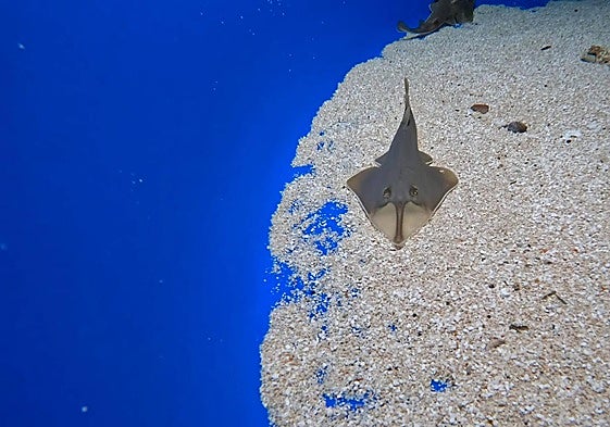 Imagen de uno de los tiburones guitarra que han llegado al Loro Parque.