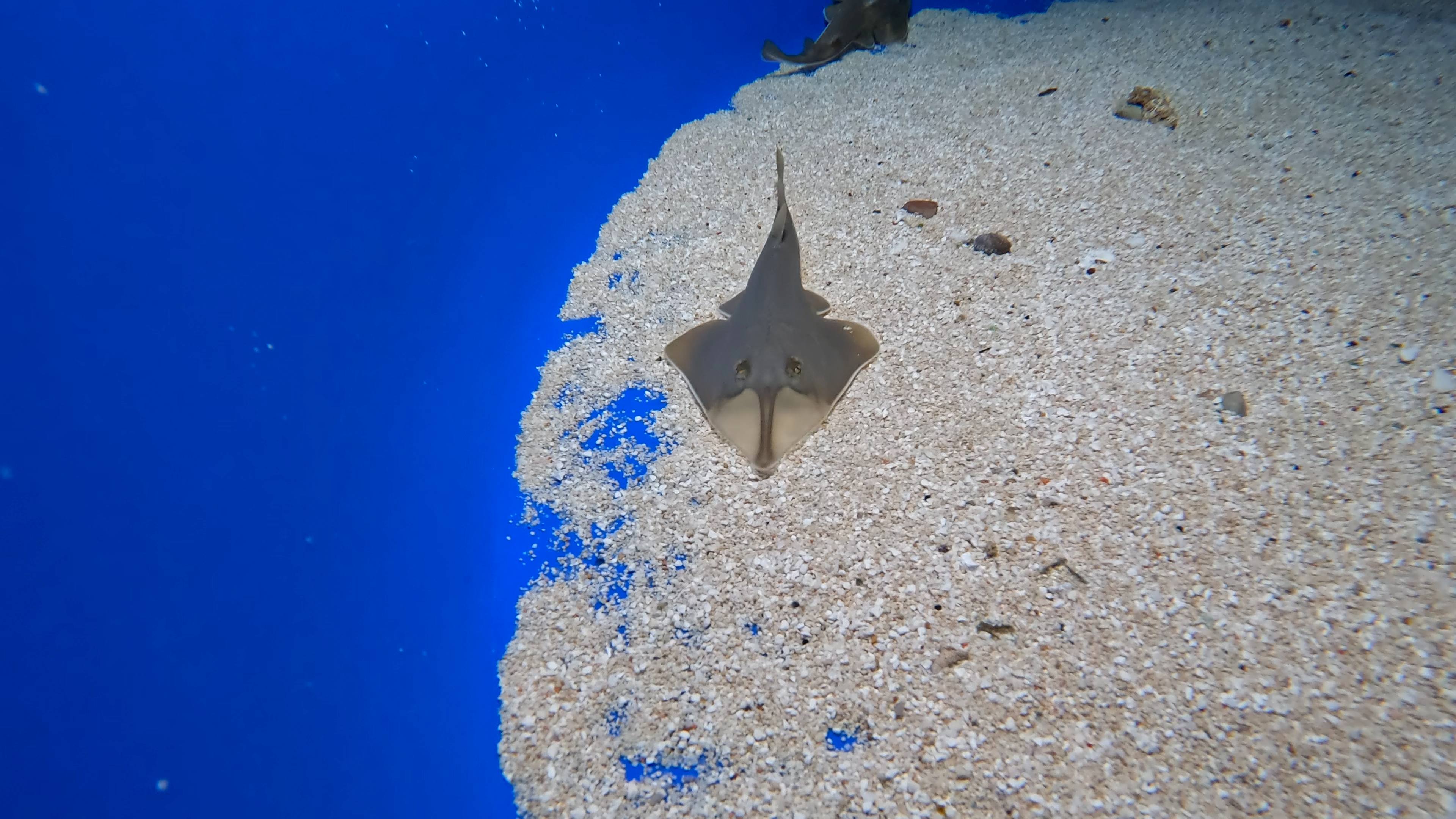 Imagen de uno de los tiburones guitarra que han llegado al Loro Parque.