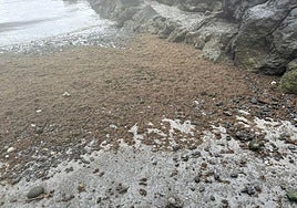 Acumulación de algas en la costa de Punta Mujeres.
