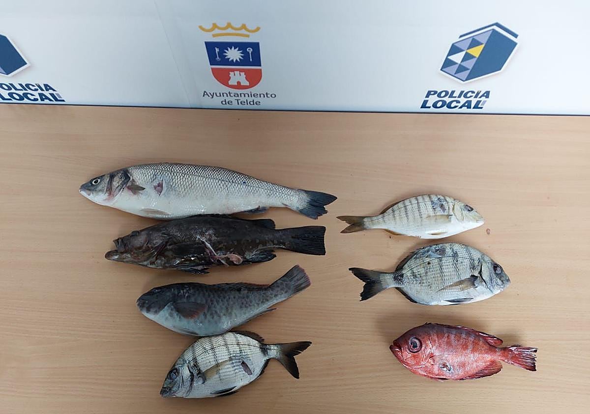 Imagen principal - La Policía de Telde denuncia a cuatro personas por pesca ilegal con fusil