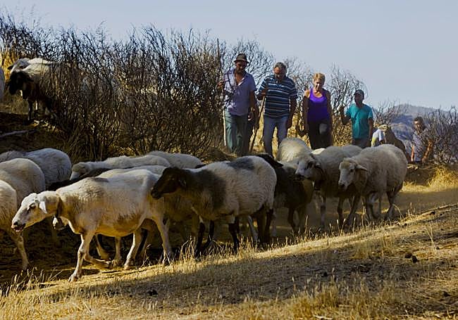 Un rebaño en trashumancia a su paso por Tejeda.