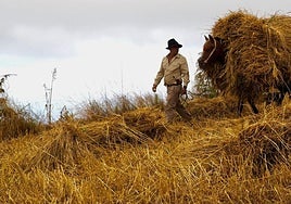 Trilla de grano en las cumbres de Gran Canaria.