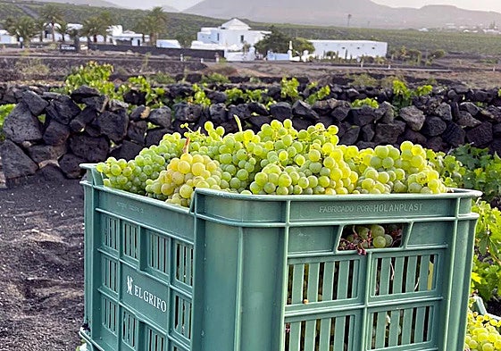 Imagen de una vendimia en Lanzarote.