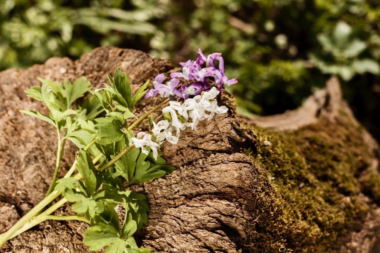 La canela, el oro marrón de tu despensa