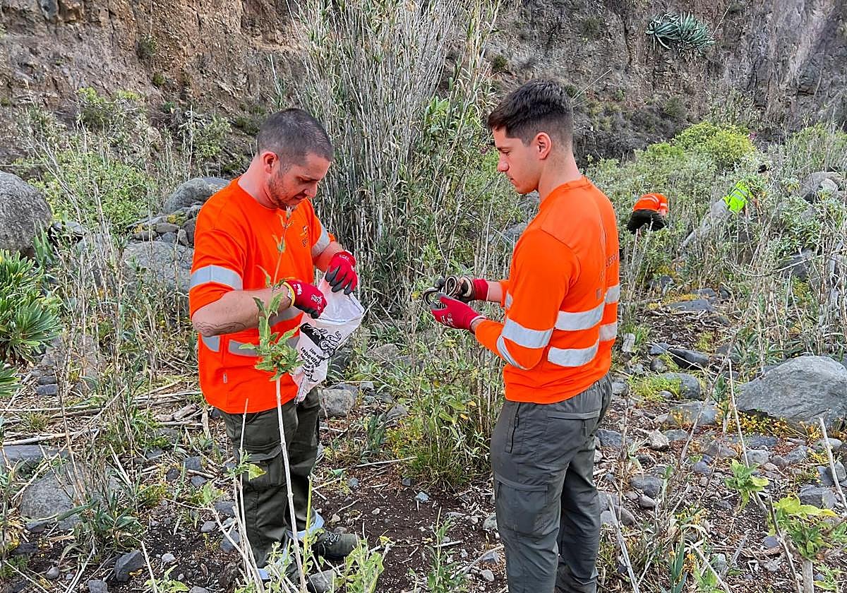 Dos operarios del dispositivo de control de la serpiente real capturando un ejemplar.