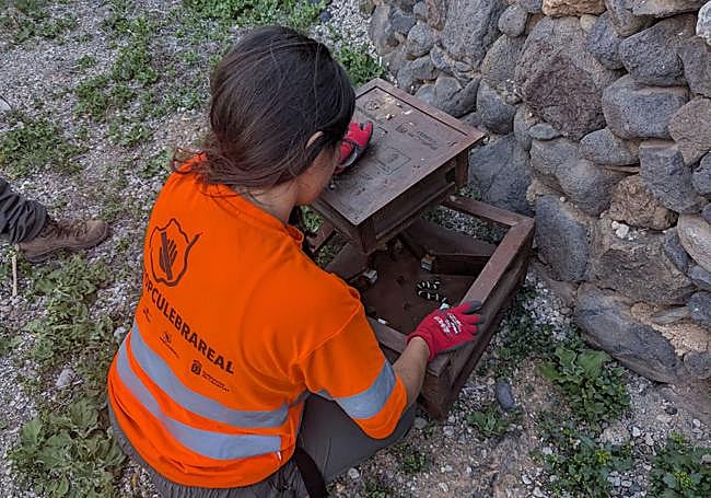 Una operaria revisa una trampa de captura de serpientes.