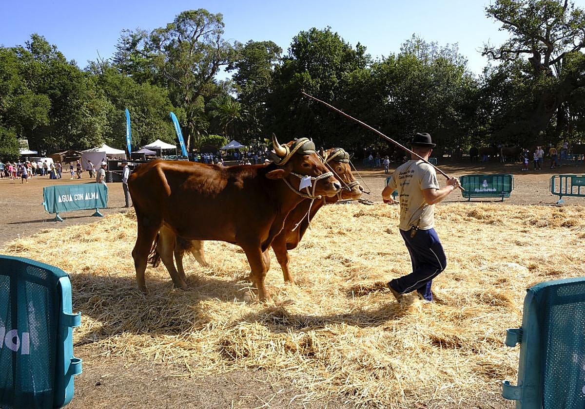 La Feria de Ganado brilla con fuerza