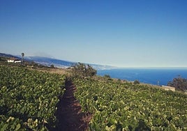Viñedo en el Sauzal, Tenerife.