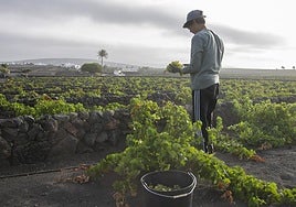 Recogida de fruta en una finca de La Geria, a finales del pasado mes de agosto.