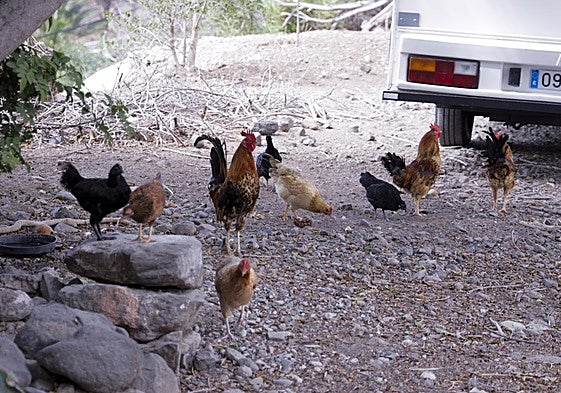 El Salto del Negro, invadido por una plaga de gallos.