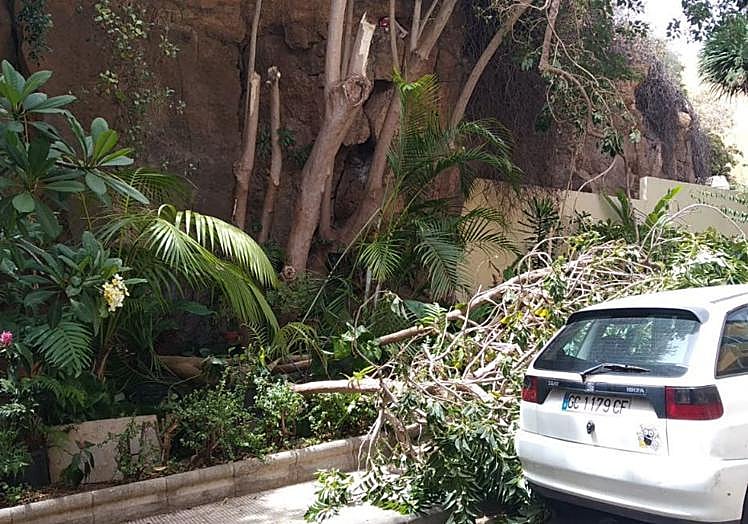Imagen de las ramas caídas, según el Ayuntamiento.