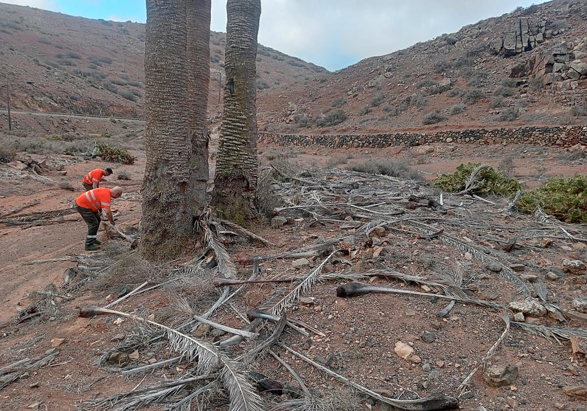 They Beautify the Scenes of Betancuria to Celebrate La Peña