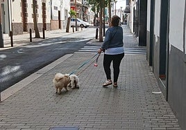 Mascotas de paseo con su dueña, por el centro de Arrecife.