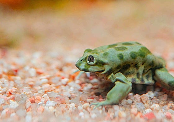 Imagen de la rana del lago titicaca
