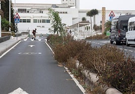 Vegetación con mal mantenimiento en el aeropuerto.