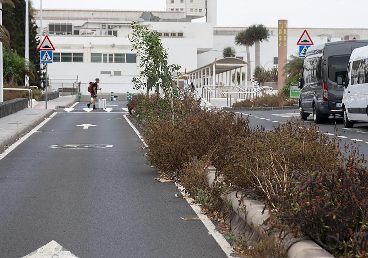 Vegetación con mal mantenimiento en el aeropuerto.