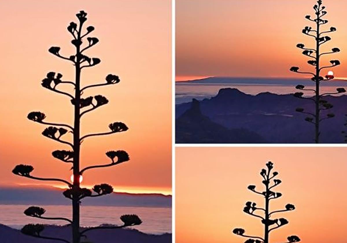 Piteras, pitas, pitones, piteros