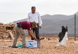 Un agente de Medio Ambiente libera el guirre en presencia del consejero de área, Carlos Rodríguez.