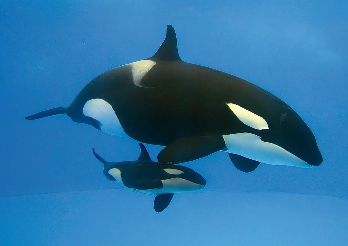 Imagen secundaria 1 - Grupo Loro Parque garantiza las mejores experiencias de ocio en Canarias