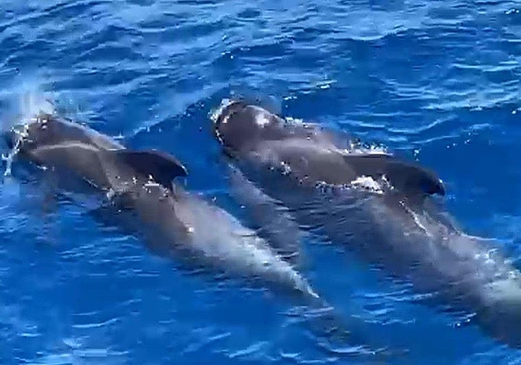 Imagen de la pareja de calderones, con la cría en la boca.