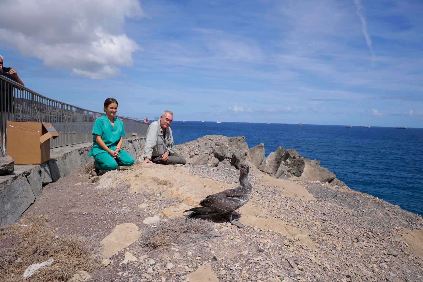 El alcatraz que resucitó a base de papillas