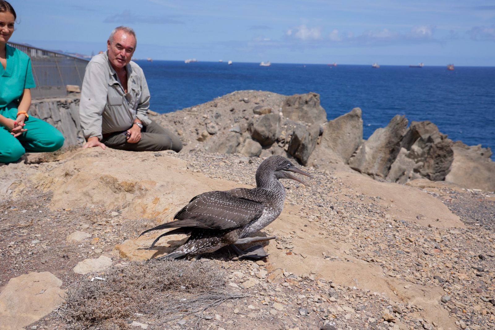 El alcatraz que resucitó a base de papillas