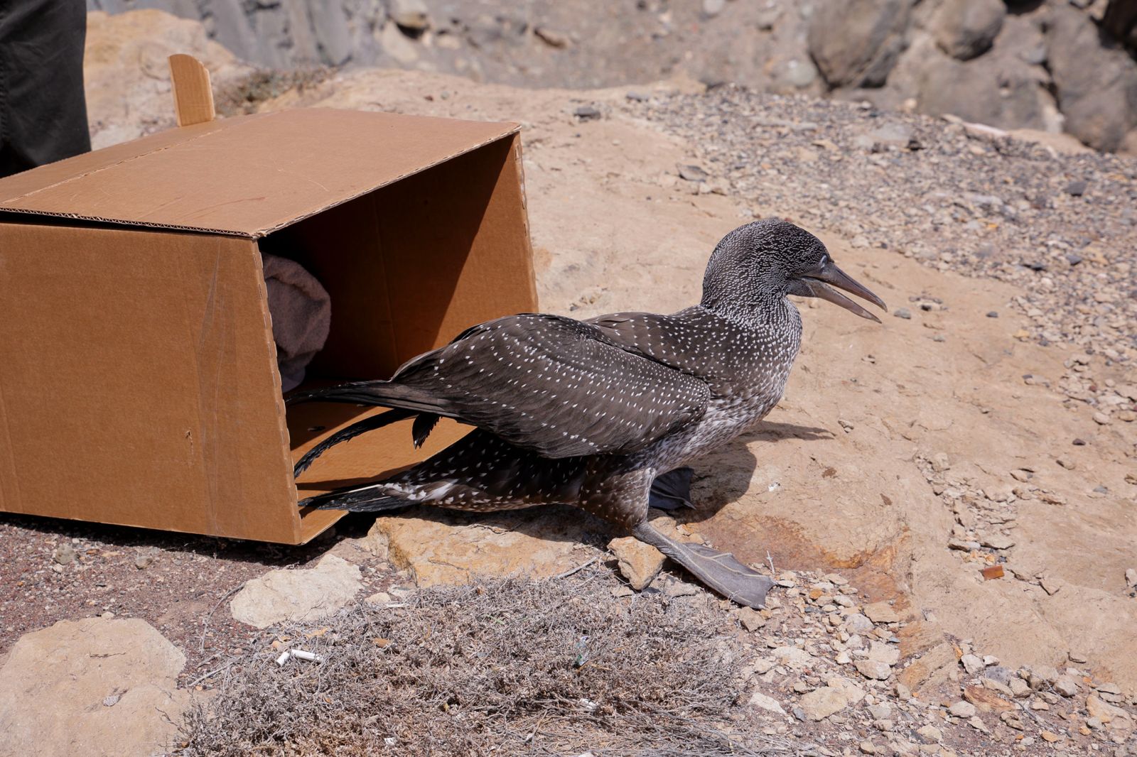 El alcatraz que resucitó a base de papillas