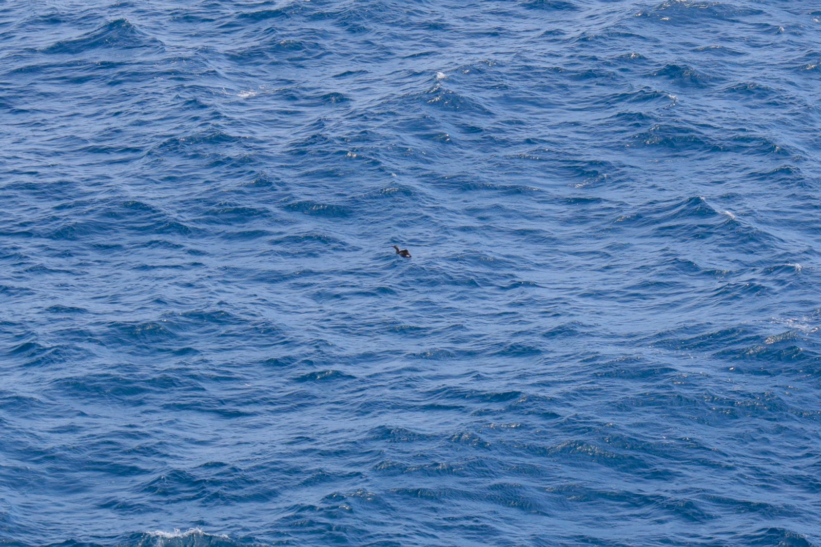 El alcatraz que resucitó a base de papillas