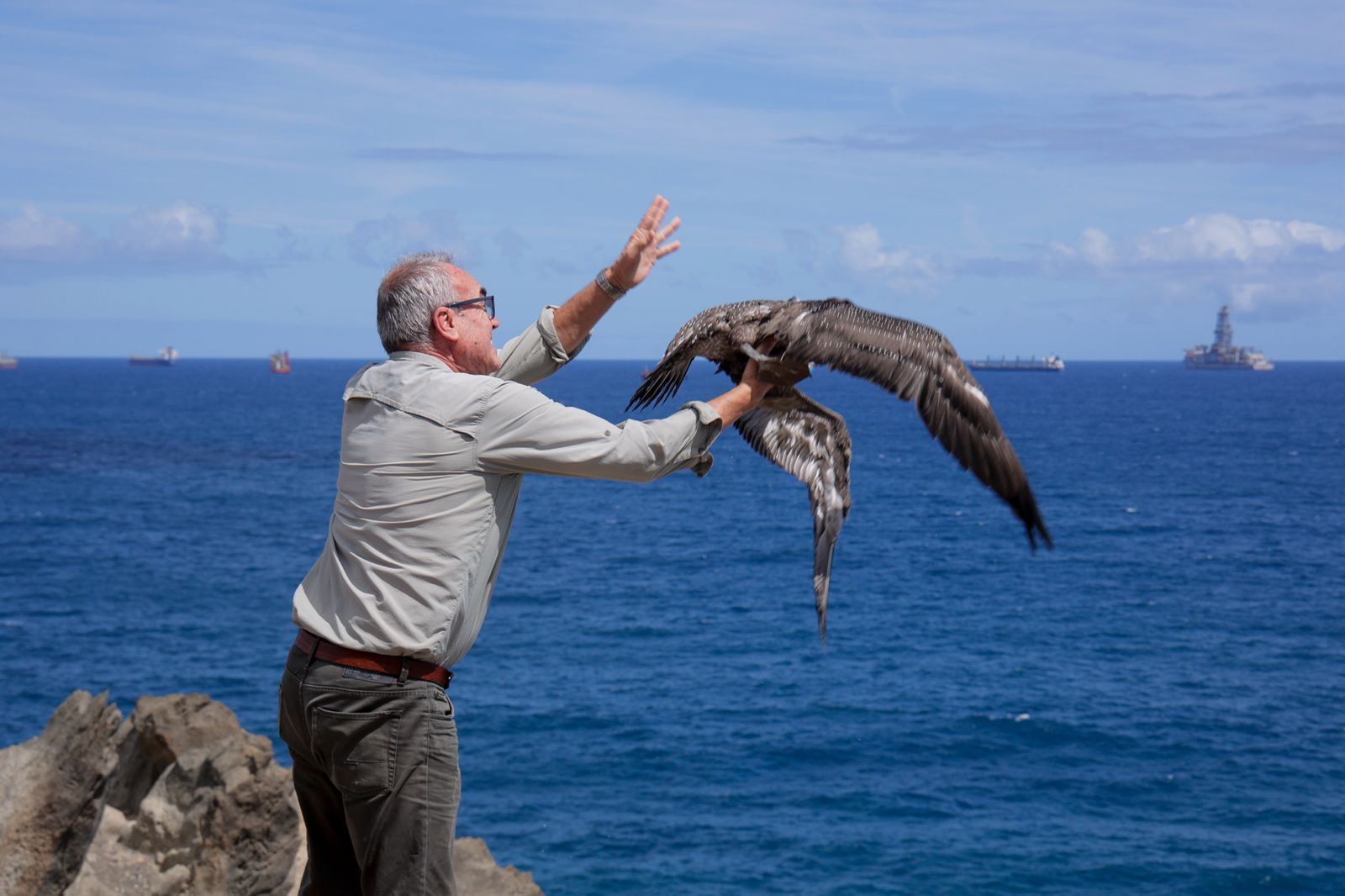 El alcatraz que resucitó a base de papillas
