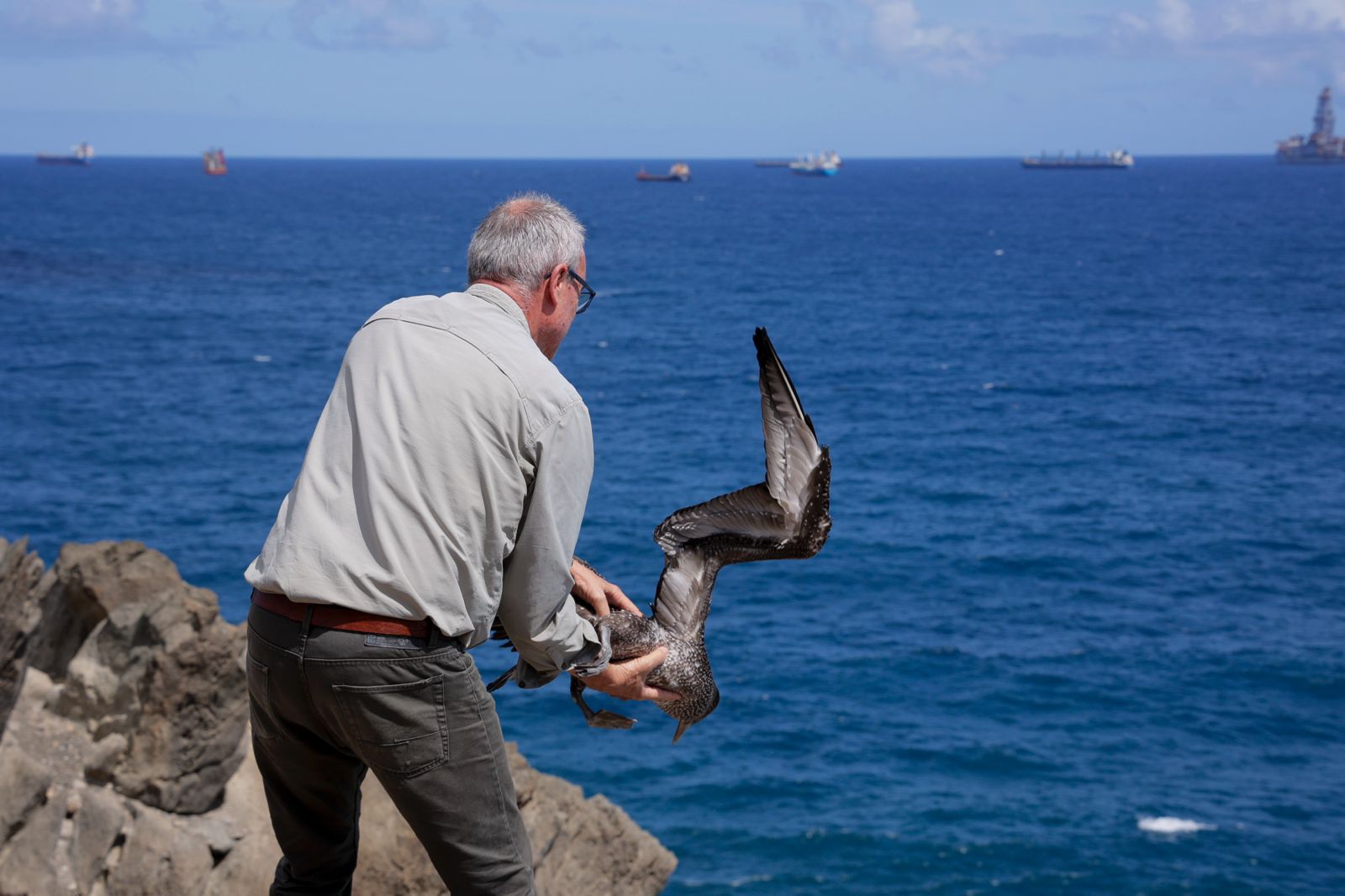 El alcatraz que resucitó a base de papillas