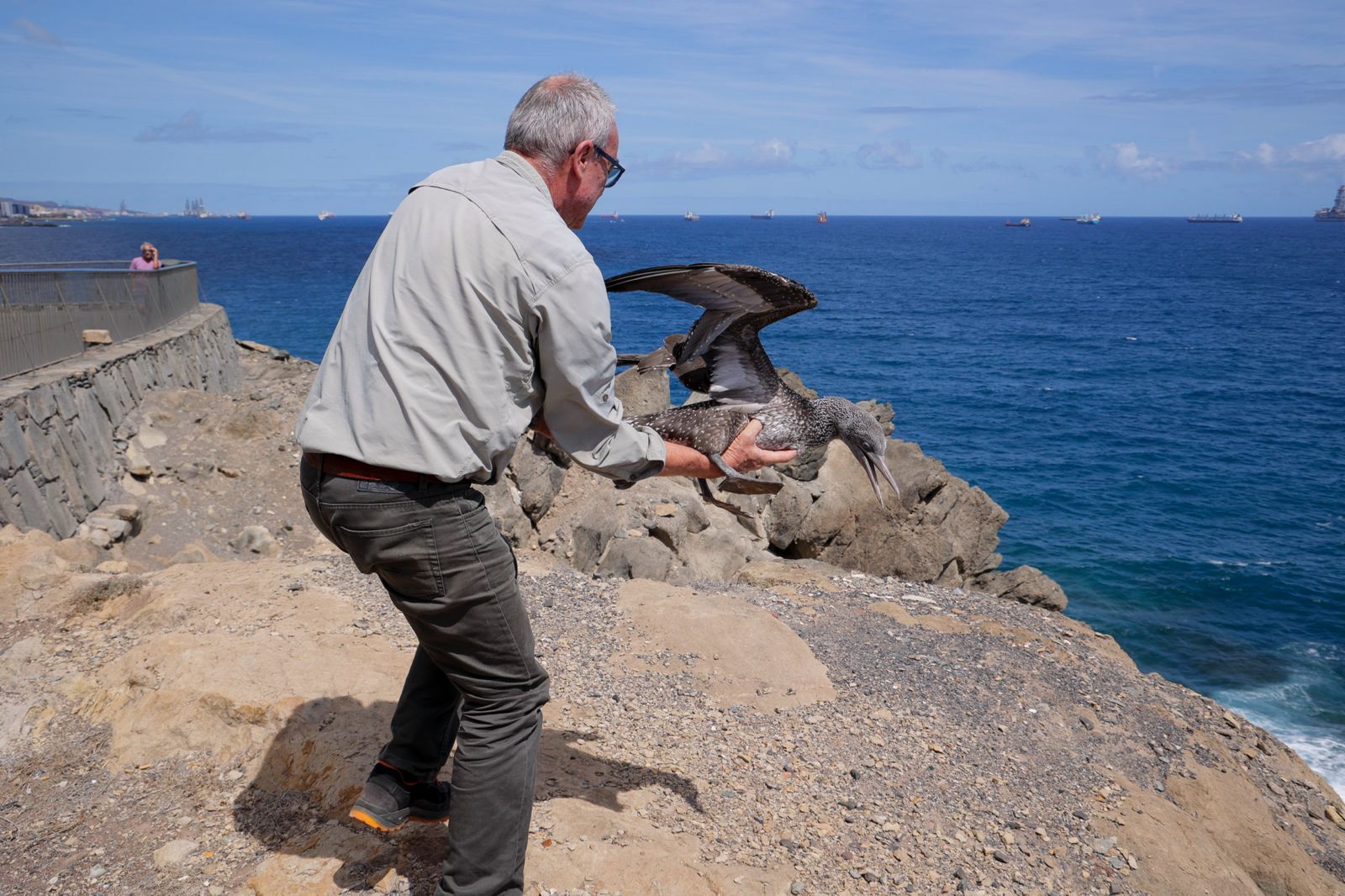 El alcatraz que resucitó a base de papillas