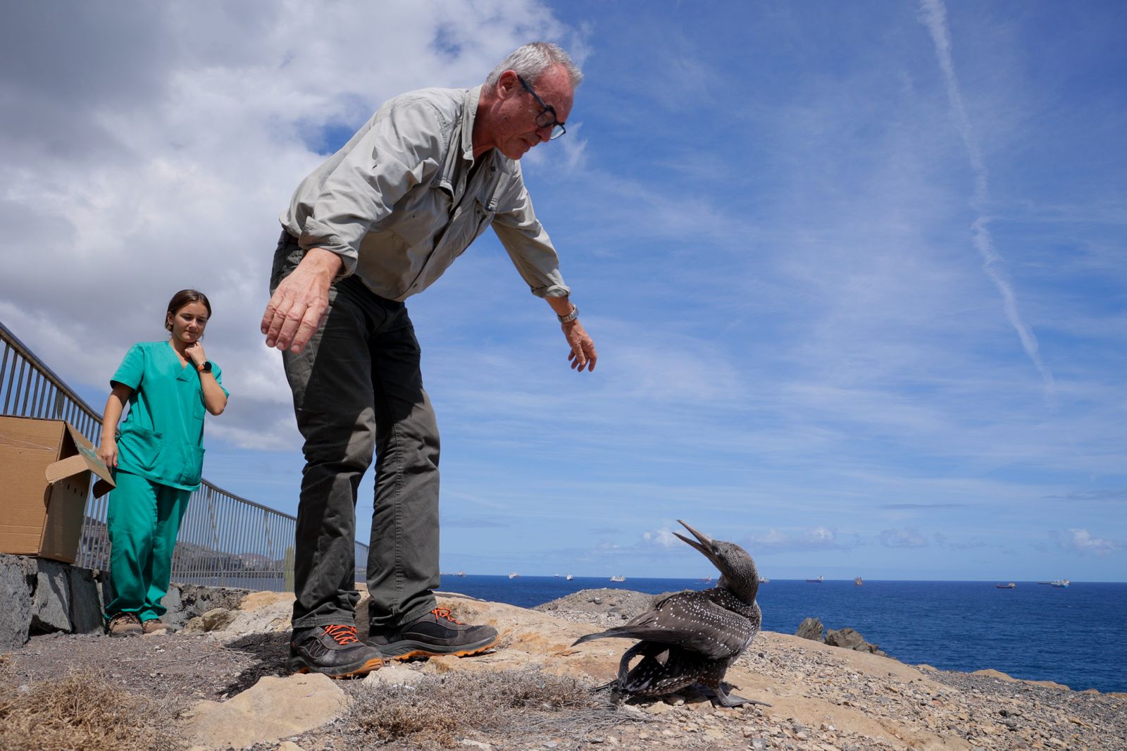 El alcatraz que resucitó a base de papillas