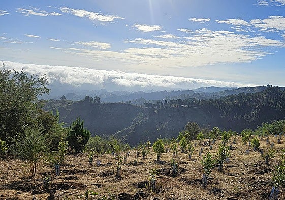 Proyecto de reforestación del Área Recreativa Monte Pavón.