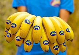 Foto archivo de Plátano de Canarias.