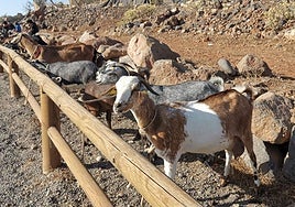 La feria de ganado en Agüimes.
