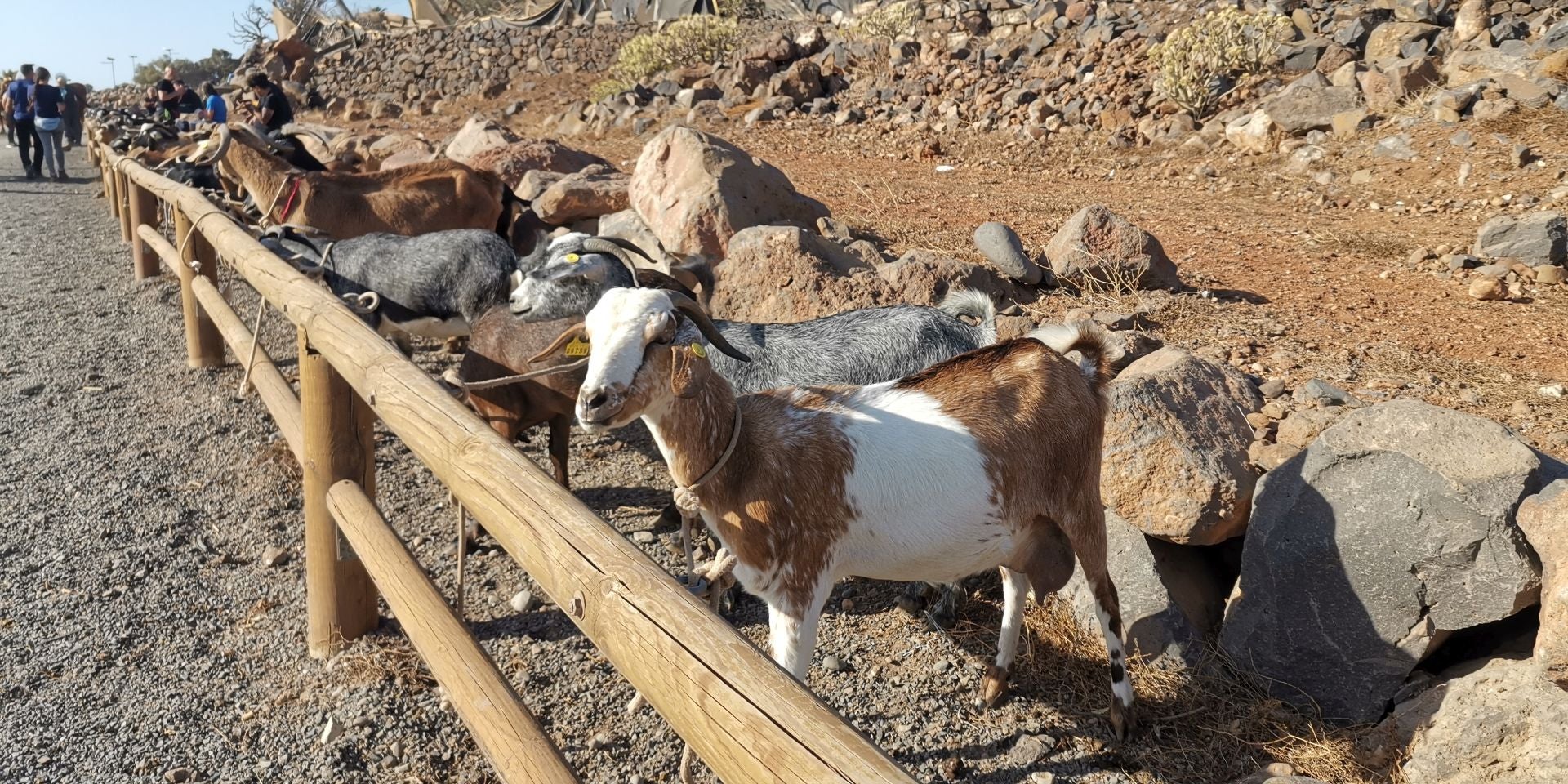La feria de ganado en Agüimes.