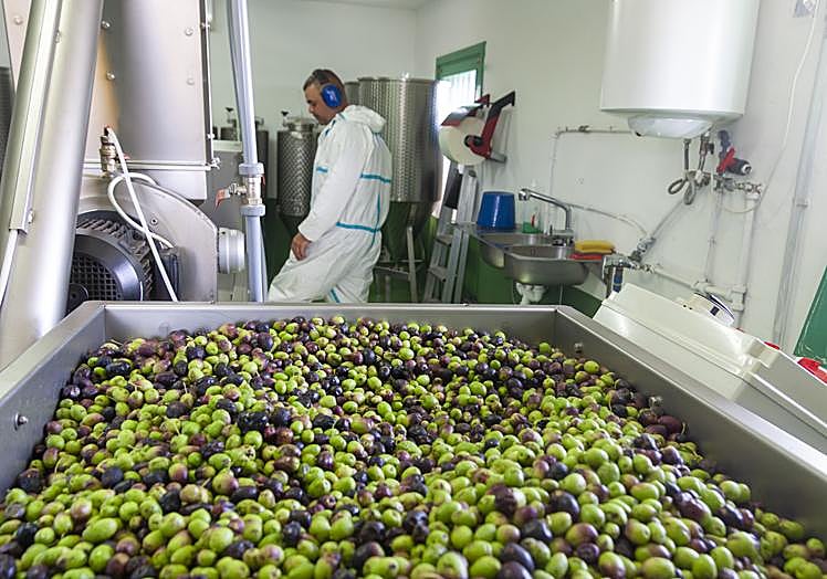 Aceitunas depositadas para iniciar el proceso.