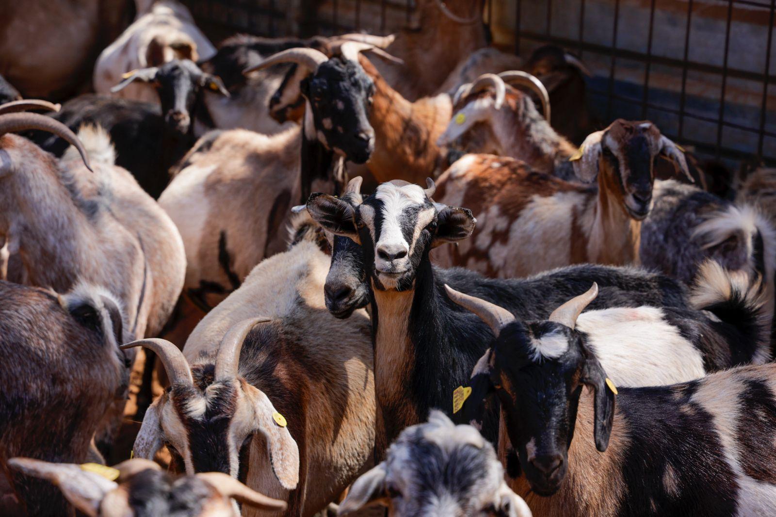 Idaira Hernández reivindica la importancia que tiene la figura de la mujer en el sector primario