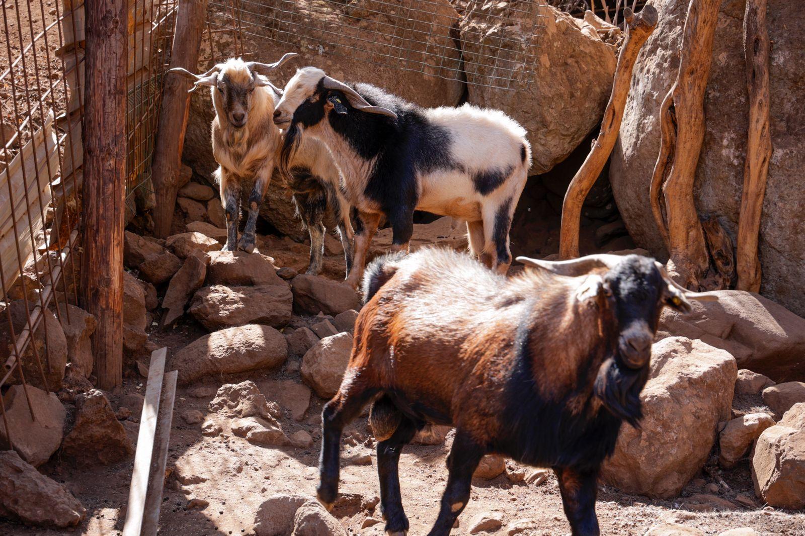 Idaira Hernández reivindica la importancia que tiene la figura de la mujer en el sector primario