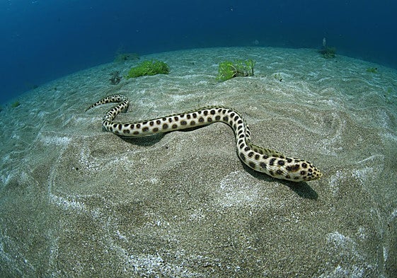 Carmelita desplazándose por los fondos de Las Canteras.