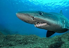 Ejemplar de tiburón solrayo en aguas canarias.